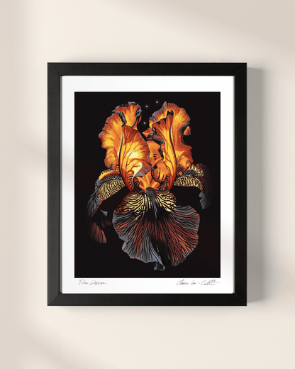 Fine Art Print Framed artwork of a red orange and purple iris flower, that looks like it's glowing from within, on a black background with a white boarder hung on a beige wall. 