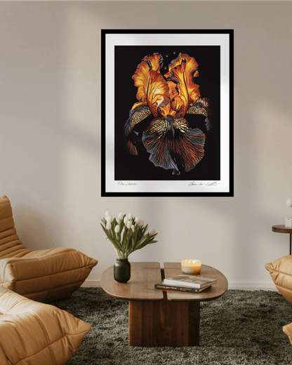 Fine Art Print Framed artwork of a red orange and purple iris flower, that looks like it's glowing from within, on a black background with a white boarder hung on a wall in a trendy living room with hipster chairs and vase of white tulips on a table. 