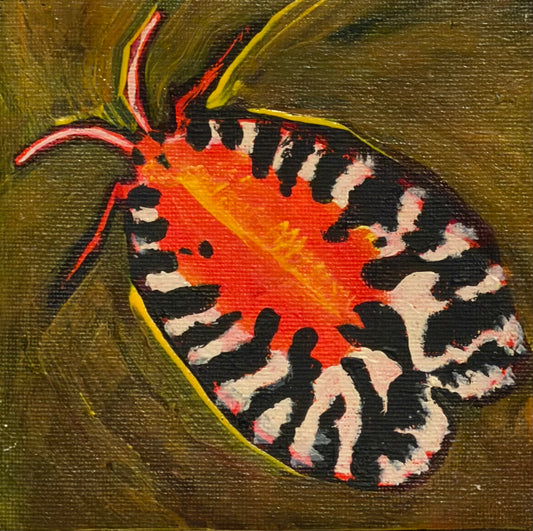 Moth