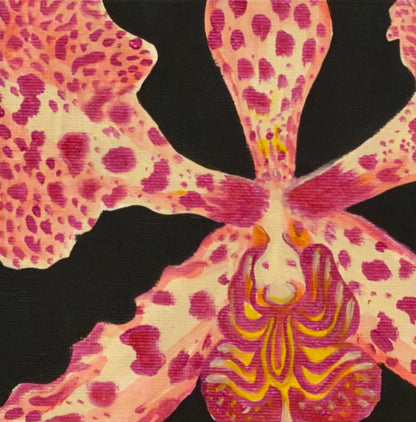 Orchid Mini