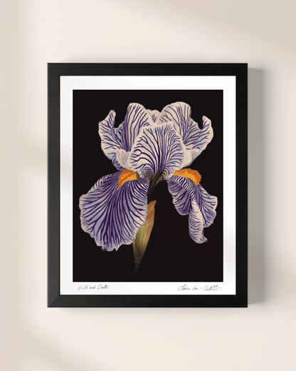 Framed artwork of a white iris flower on a beige wall.