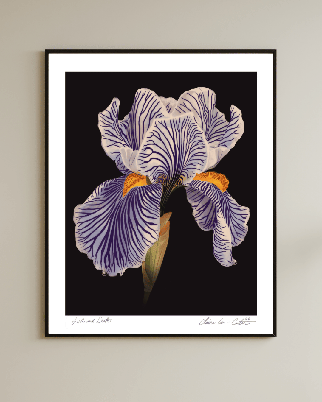 Fine Art Print Framed artwork of a white iris flower on a black background with a white boarder hung on a wall. 