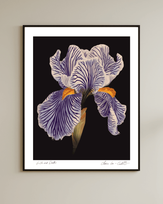 Fine Art Print Framed artwork of a white iris flower on a black background with a white boarder hung on a wall. 