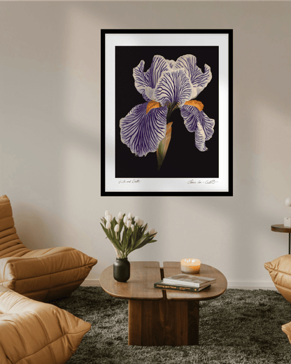 Fine Art Print Framed artwork of a white iris flower on a black background with a white boarder hung on a wall in a trendy living room with hipster chairs and vase of white tulips on a table. 
