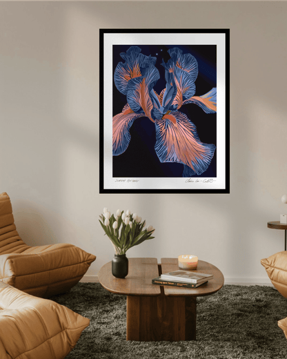 Framed fine art print of a blue and pink iris flower with a black background and a white boarder on a beige wall in a trendy living room with hipster chairs and vase of white tulips on a coffee table. 